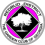 redbud large